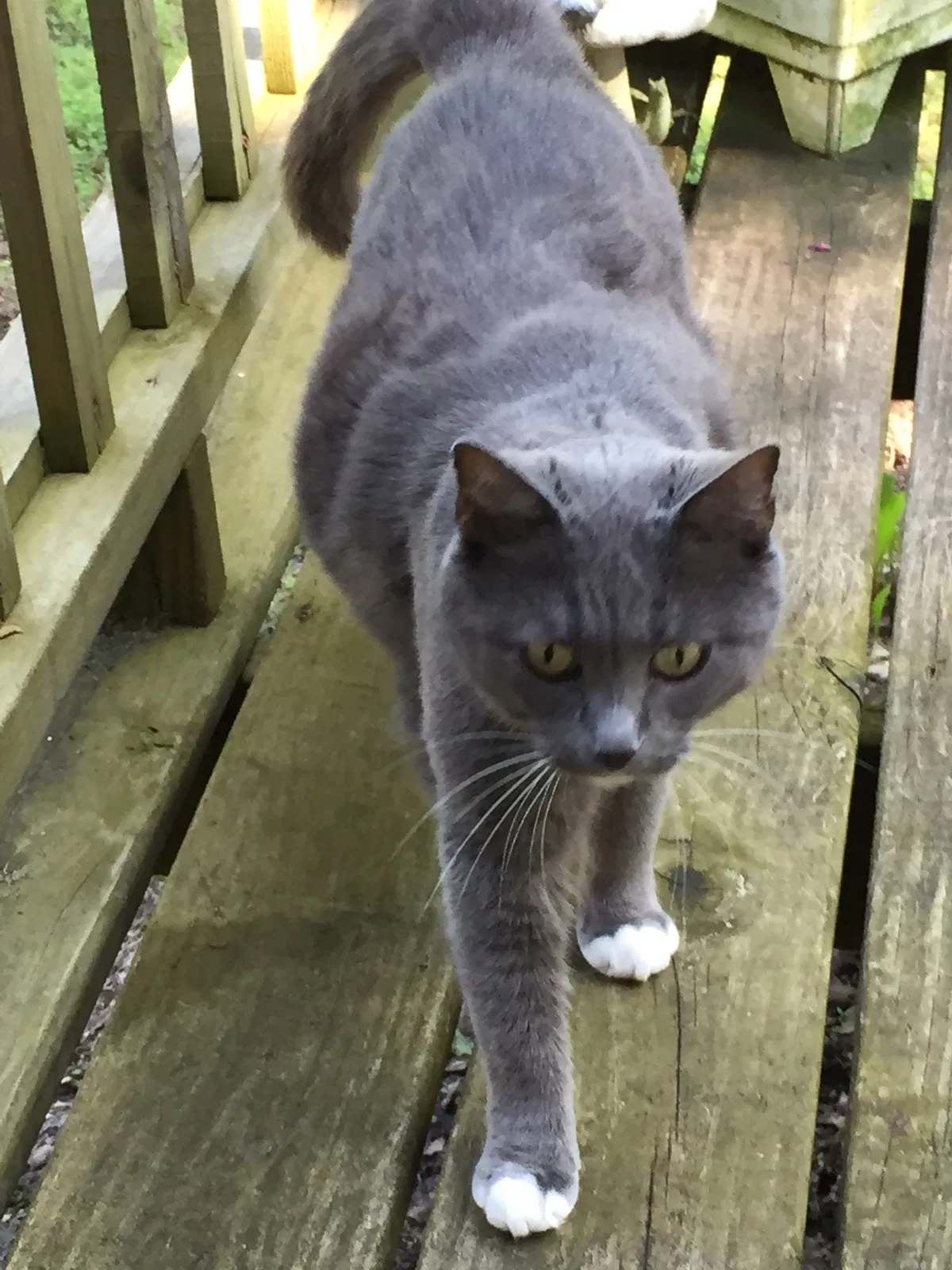 Lost cat in Ash Fork, AZ, 86320