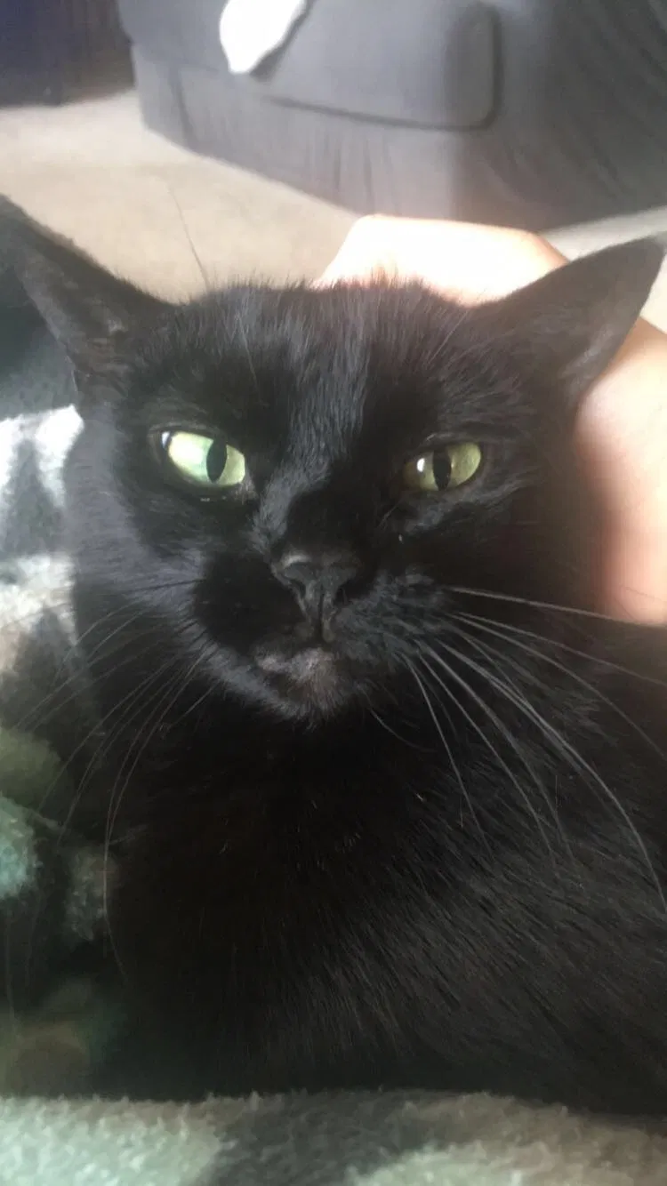 Lost cat in Monticello, MN, 55362