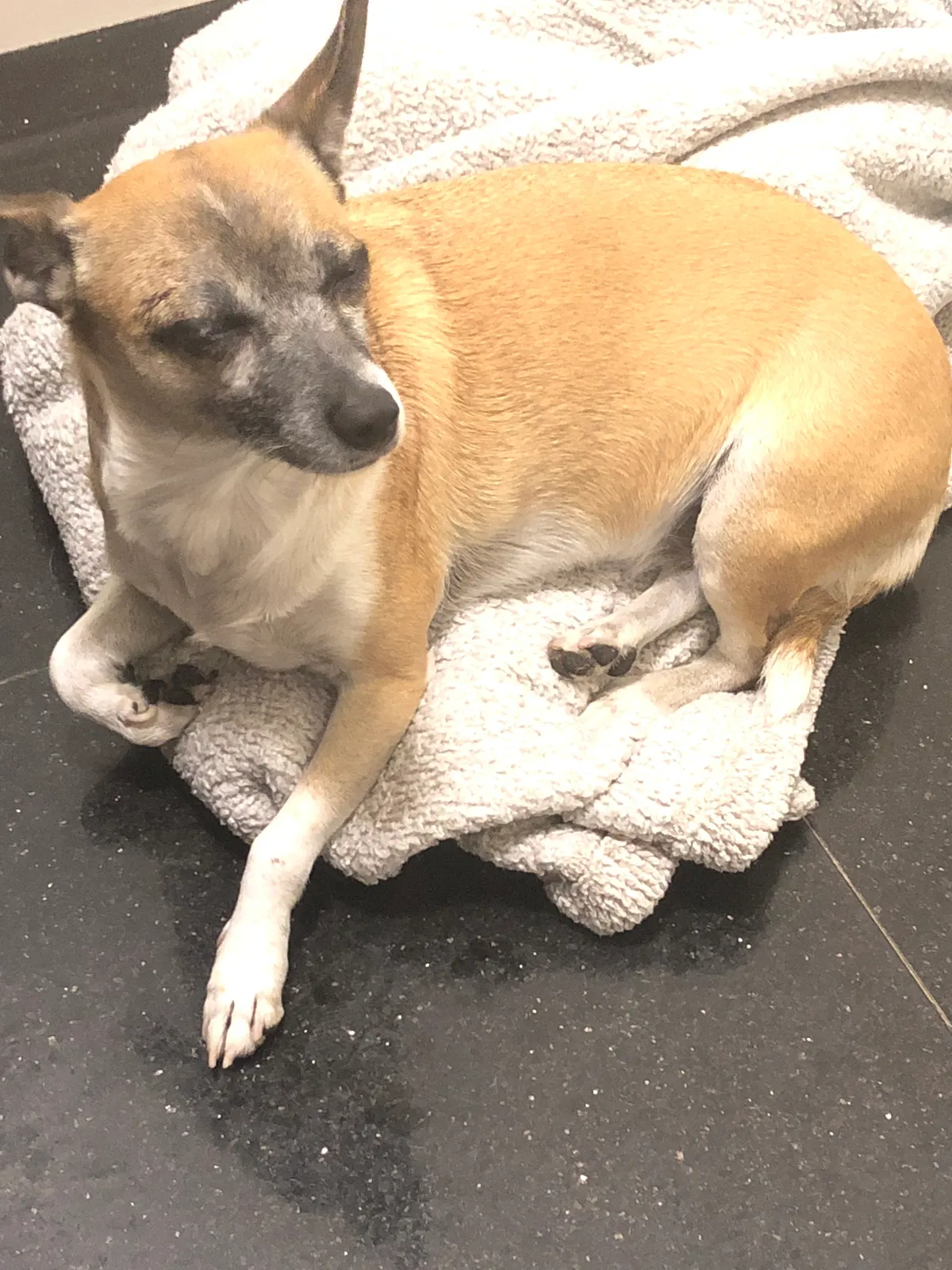 Lost dog in Bakersfield, CA, 93307
