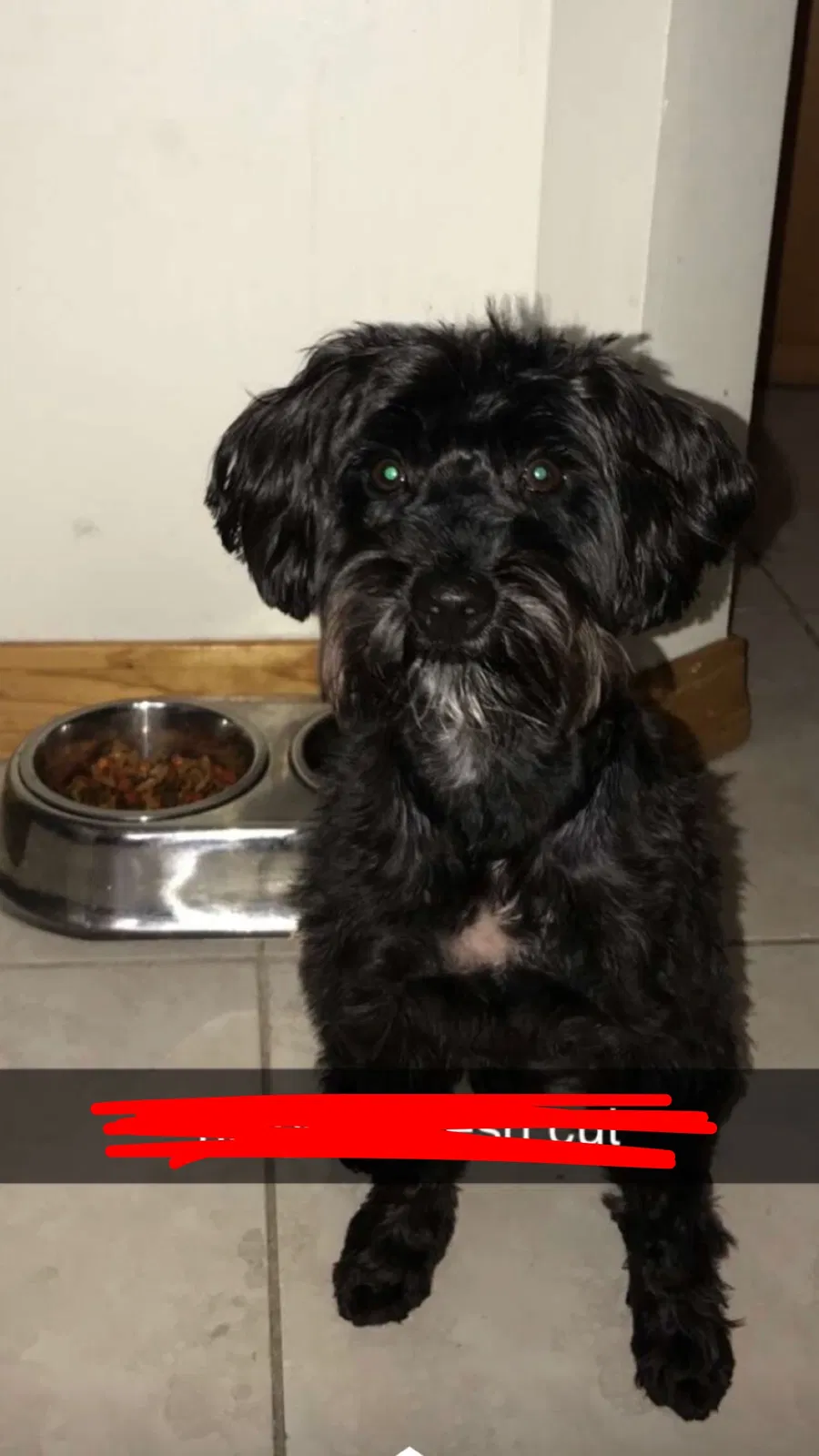 Missing Dog