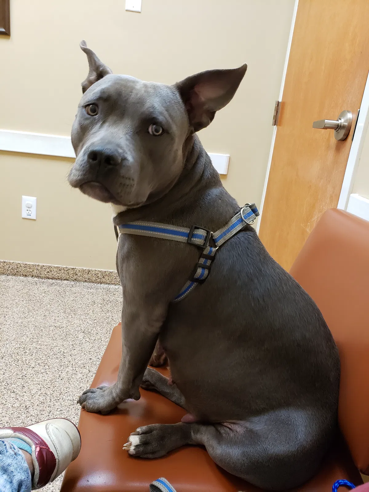 Lost dog in Pensacola, FL, 32505