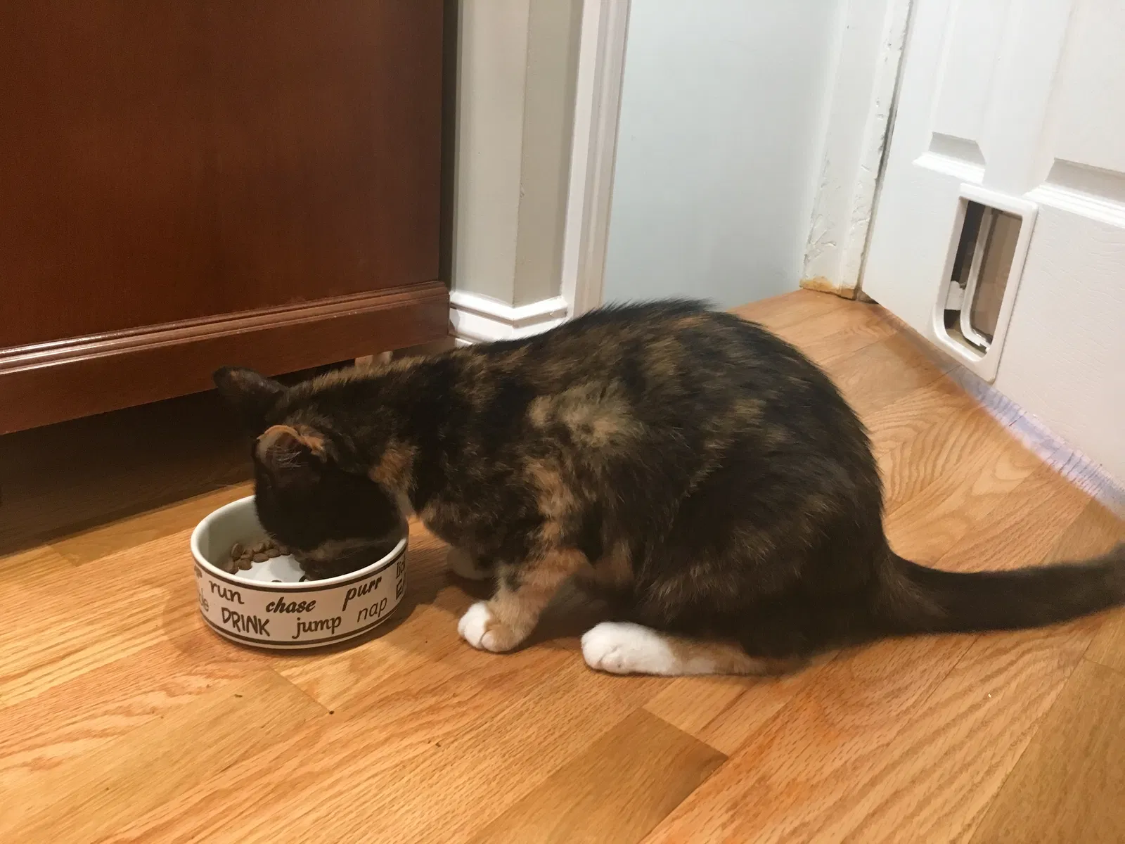 Lost cat in Ashton, MD, 20861