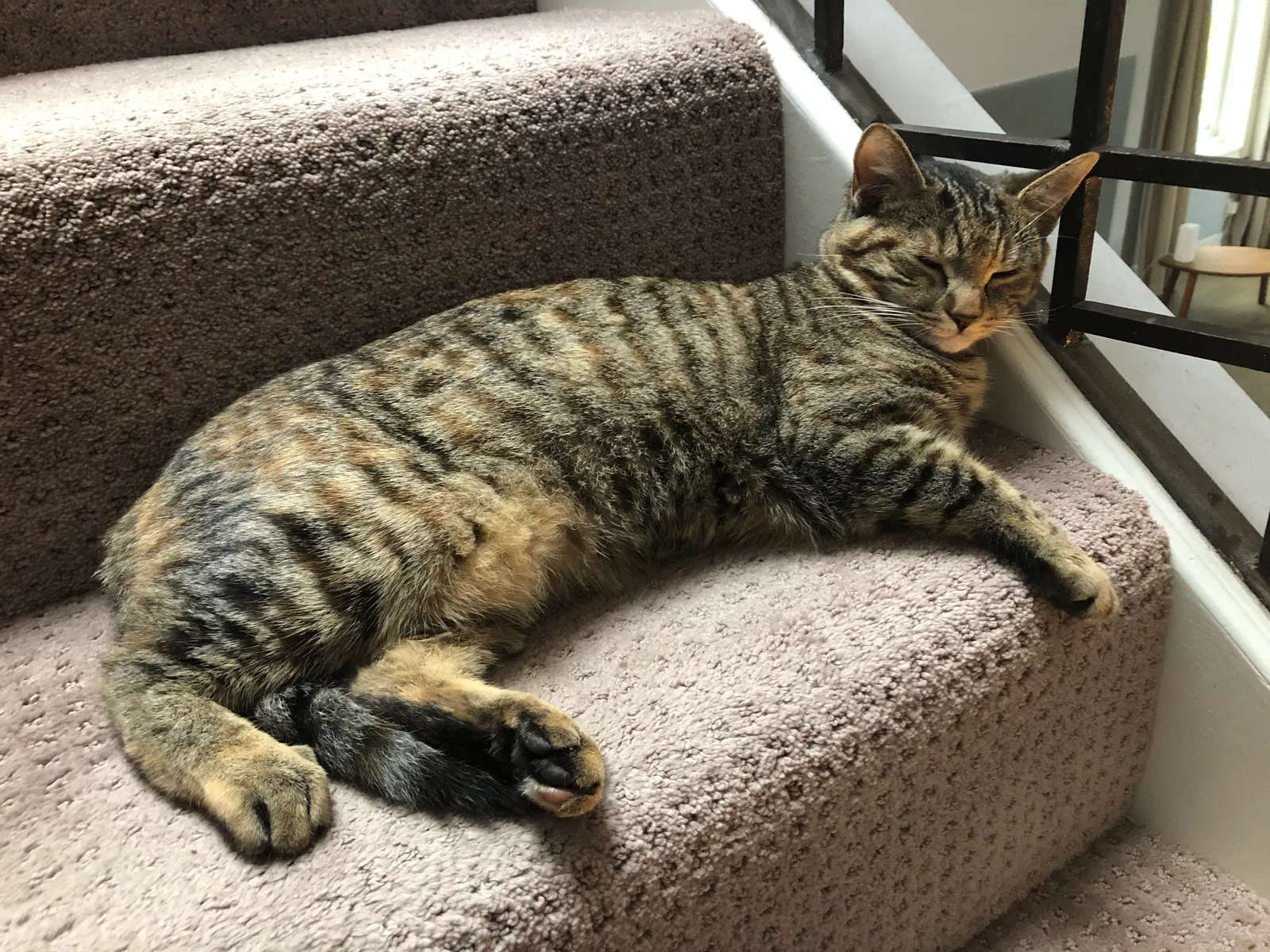 Lost cat in Pacific Palisades, CA, 90272