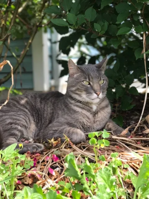 Lost cat in Port Matilda, PA, 16870