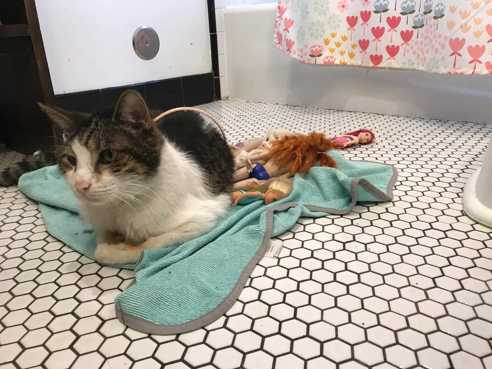 Lost cat in Culver City, CA, 90232
