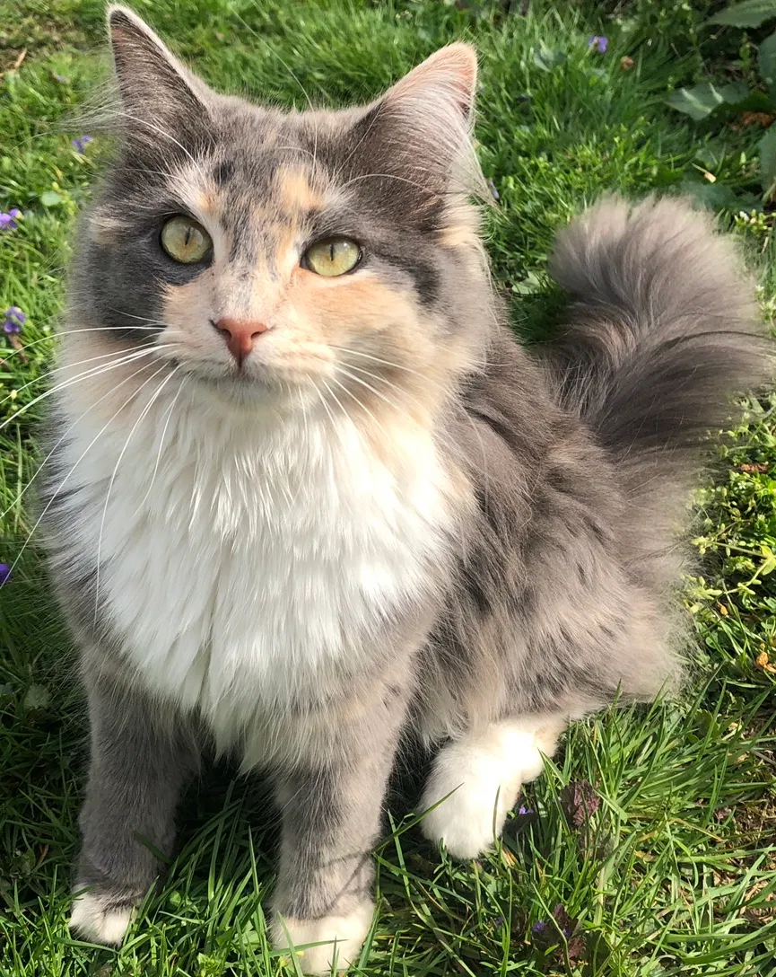 Lost cat in Madison, WV, 25130