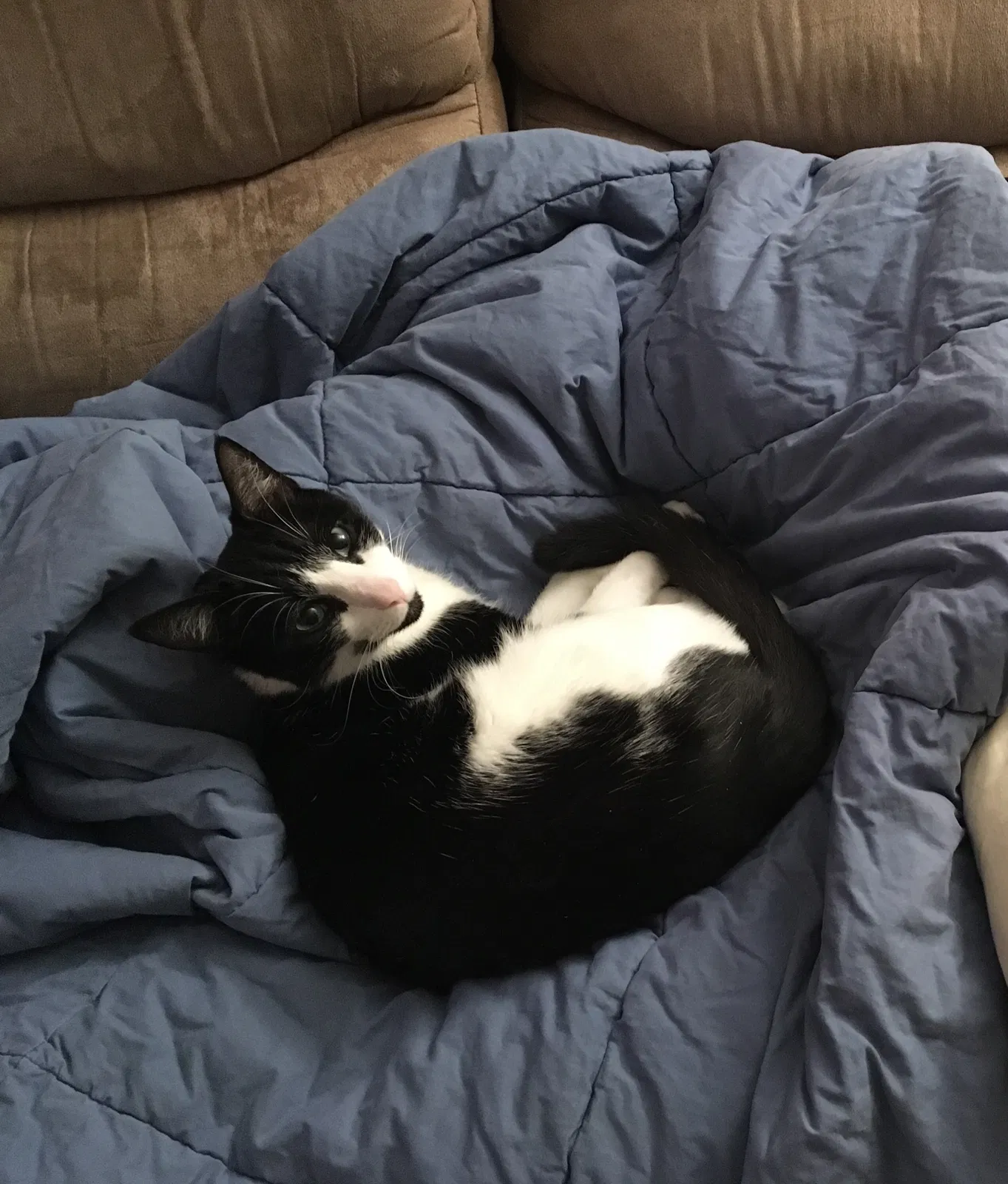 Lost cat in Lititz, PA, 17543