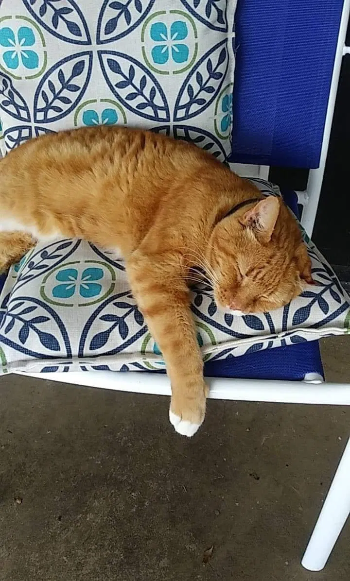 Lost cat in Lakeland, FL, 33813