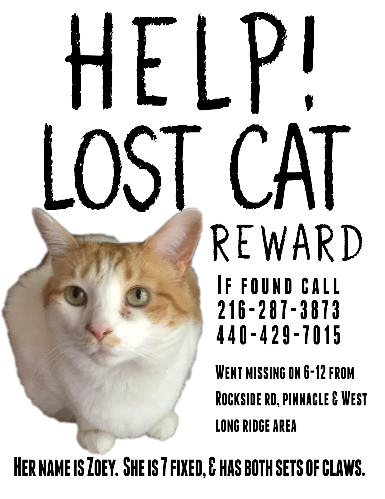 Lost cat in Independence, OH, 44131