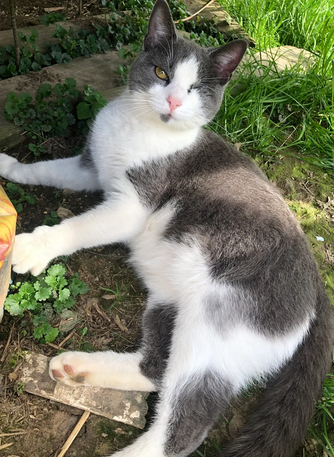 Lost cat in Madison, WV, 25130
