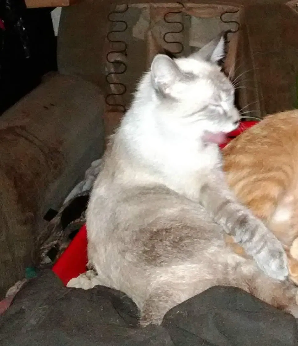 Lost cat in Malvern, AR, 72104