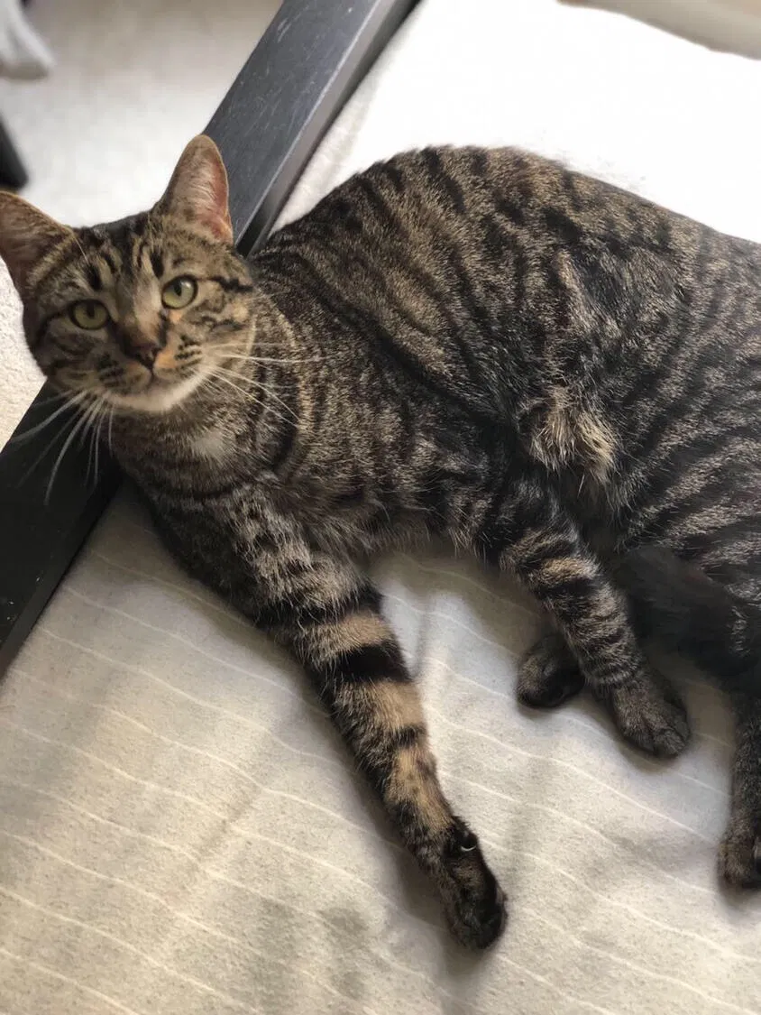 Lost cat in Irvine, CA, 92612