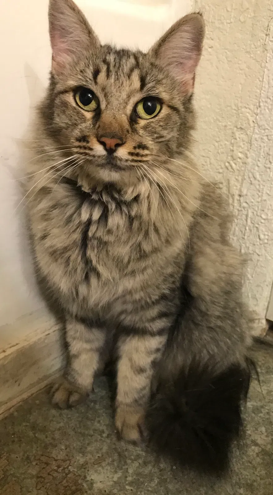 Lost cat in North Las Vegas, NV, 89030