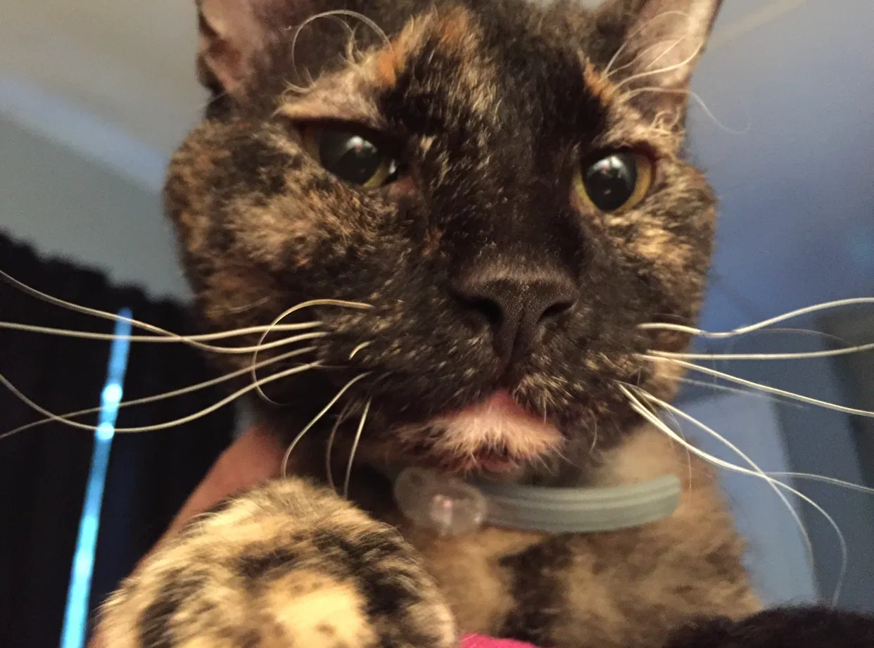 Lost cat in Wynantskill, NY, 12198