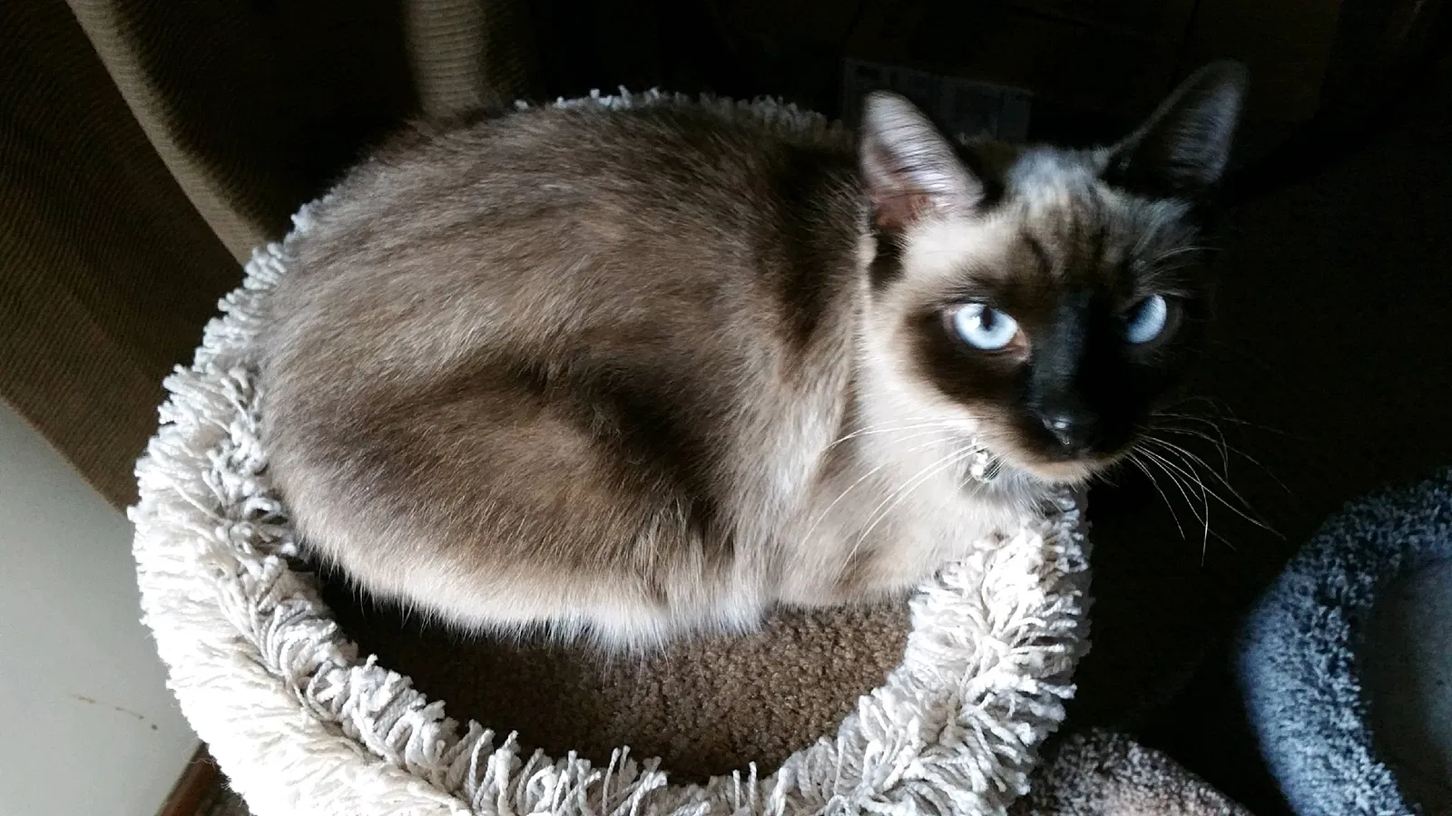 Lost cat in Independence, MO, 64050