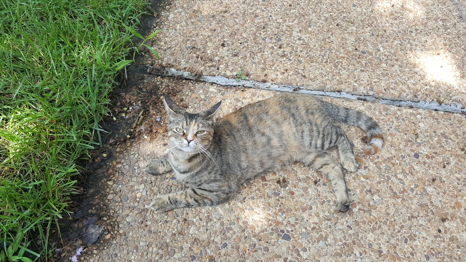 Lost cat in Virginia Beach, VA, 23464