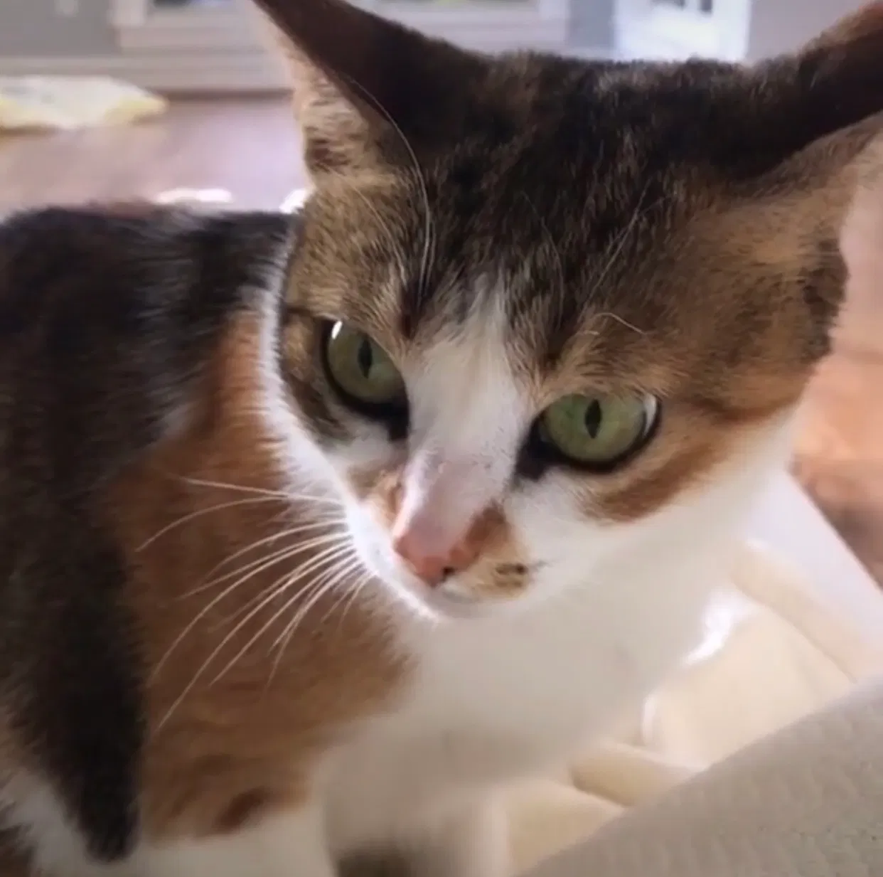 Lost cat in Plano, TX, 75093