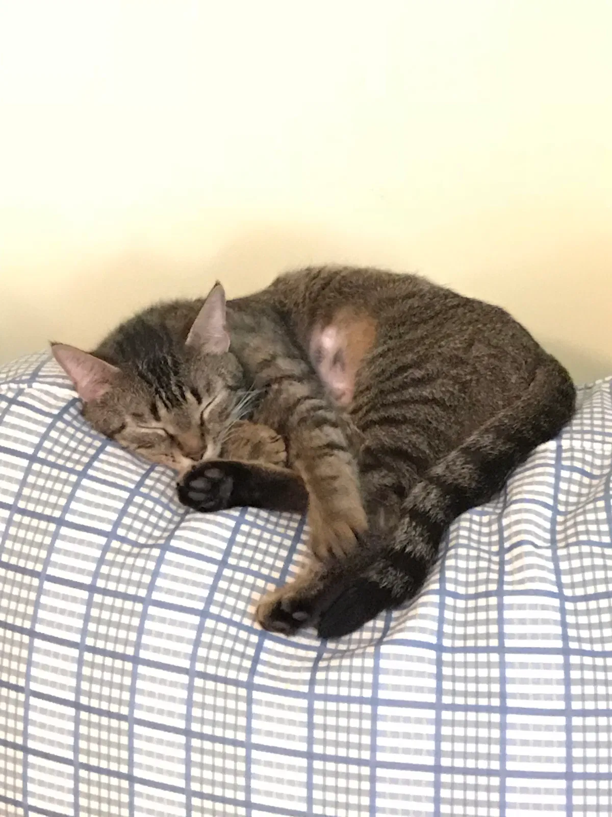 Lost cat in Chattanooga, TN, 37421