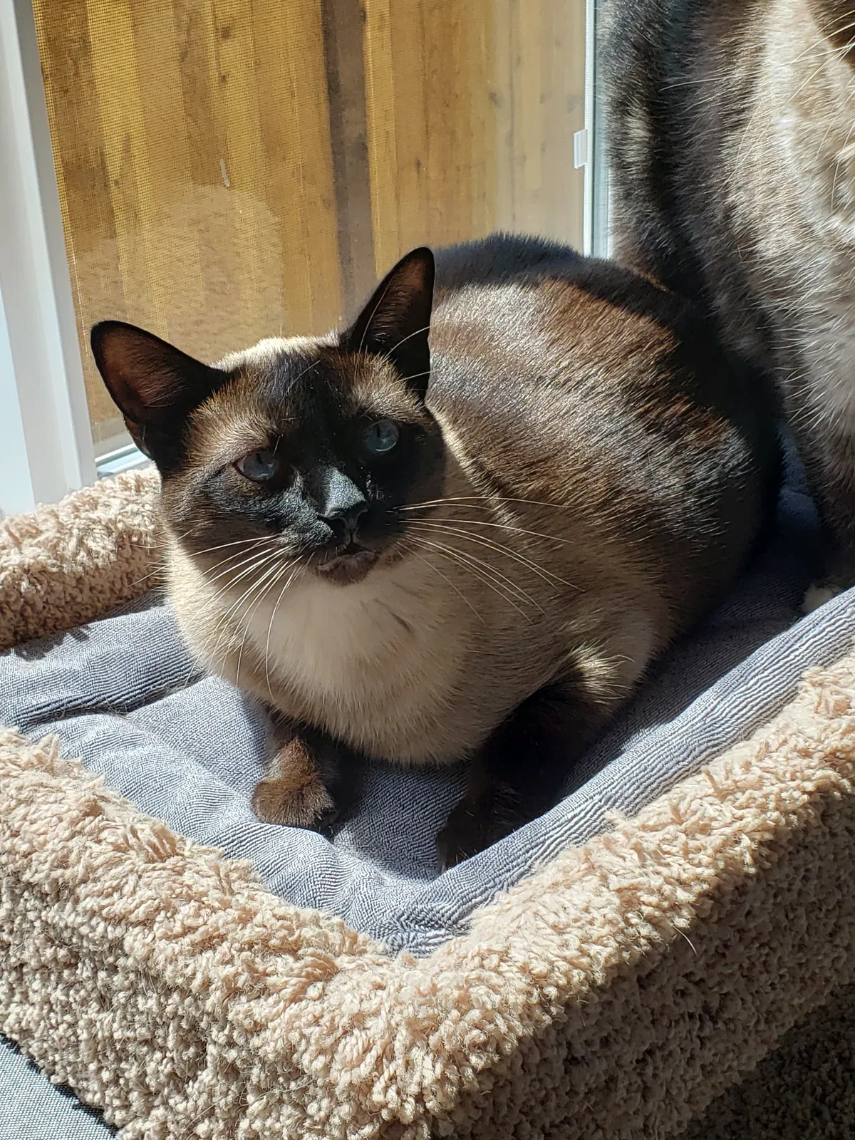 Lost cat in Olympia, WA, 98516