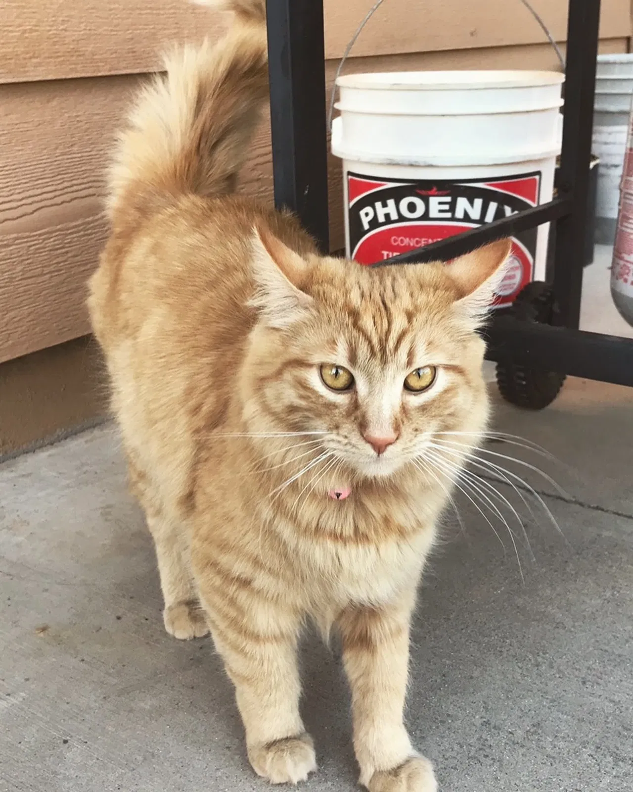 Lost cat in Cedar City, UT, 84721
