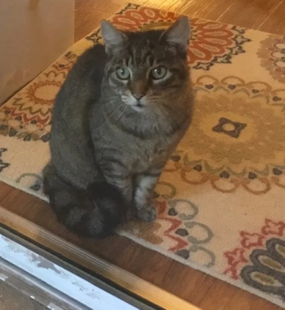 Lost cat in Pensacola, FL, 32514