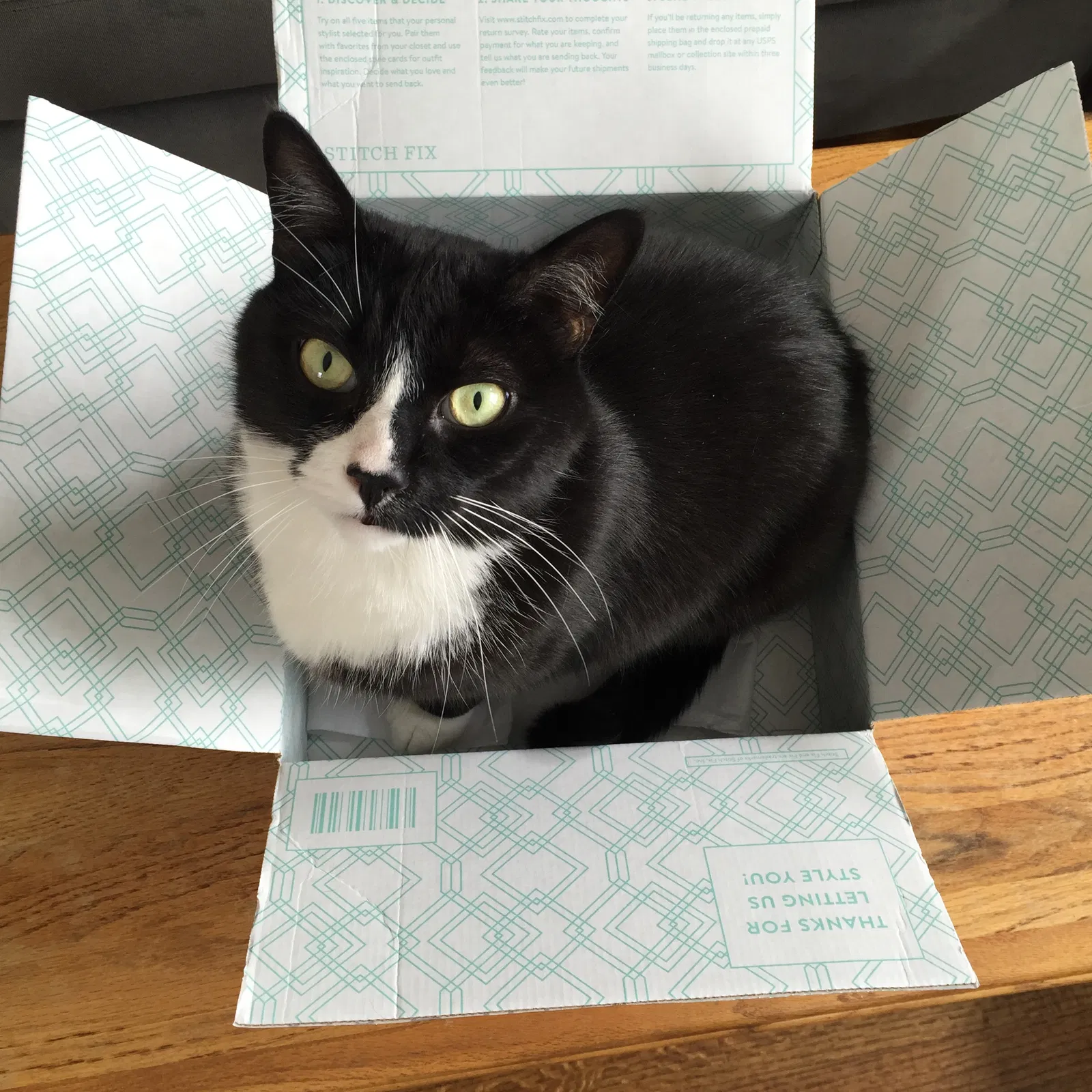Lost cat in Tacoma, WA, 98465