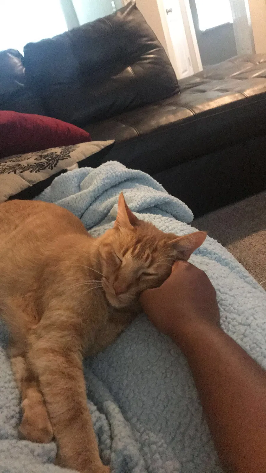 Lost cat in Decatur, GA, 30031