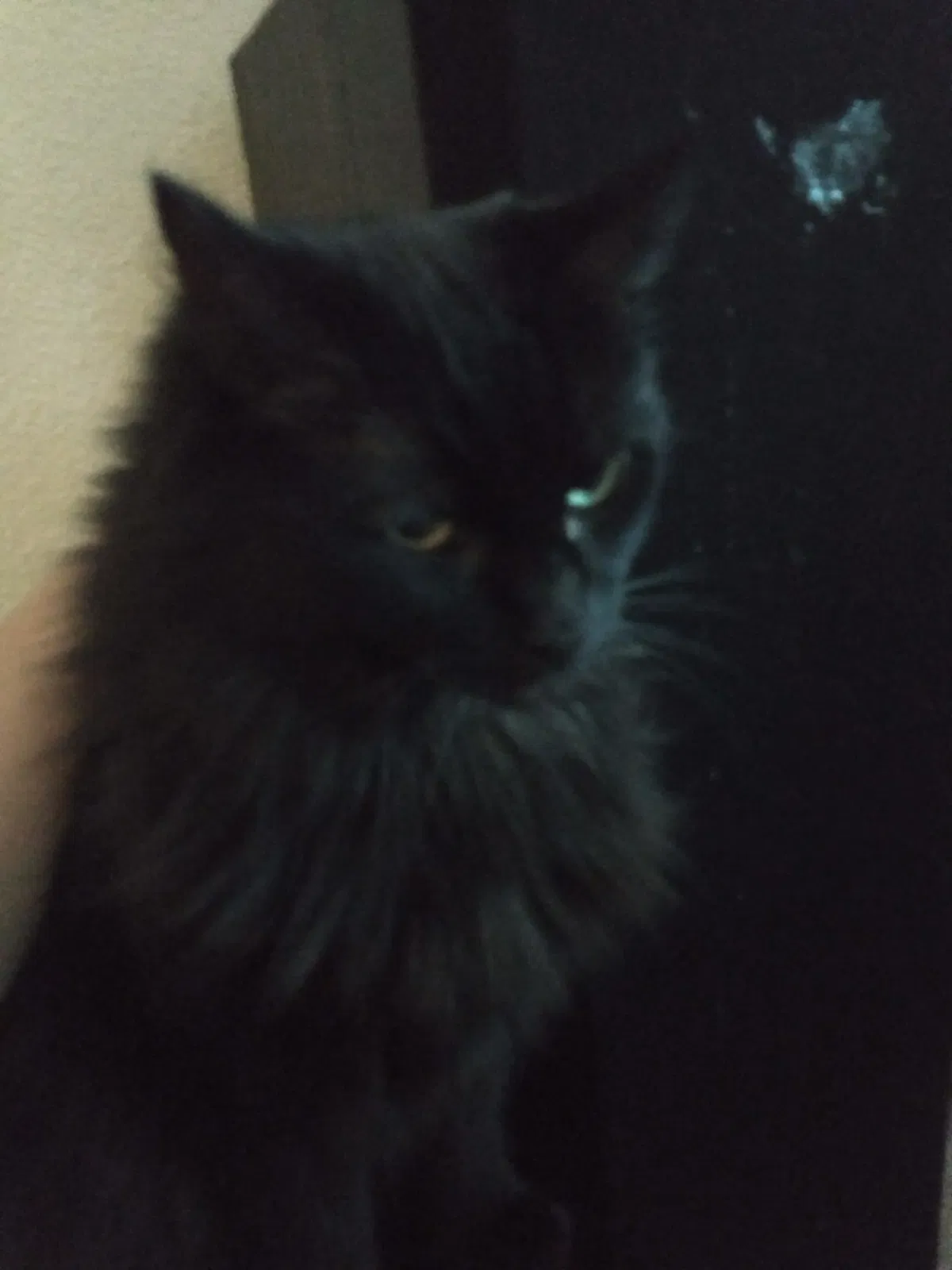 Lost cat in Las Vegas, NV, 89166