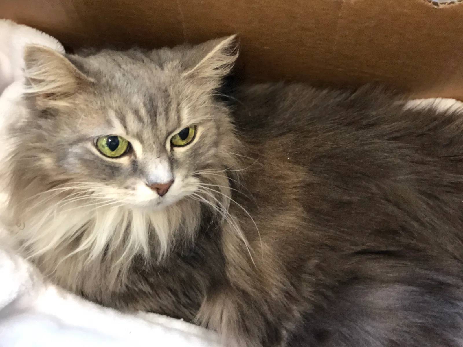 Lost cat in Marietta, GA, 30067