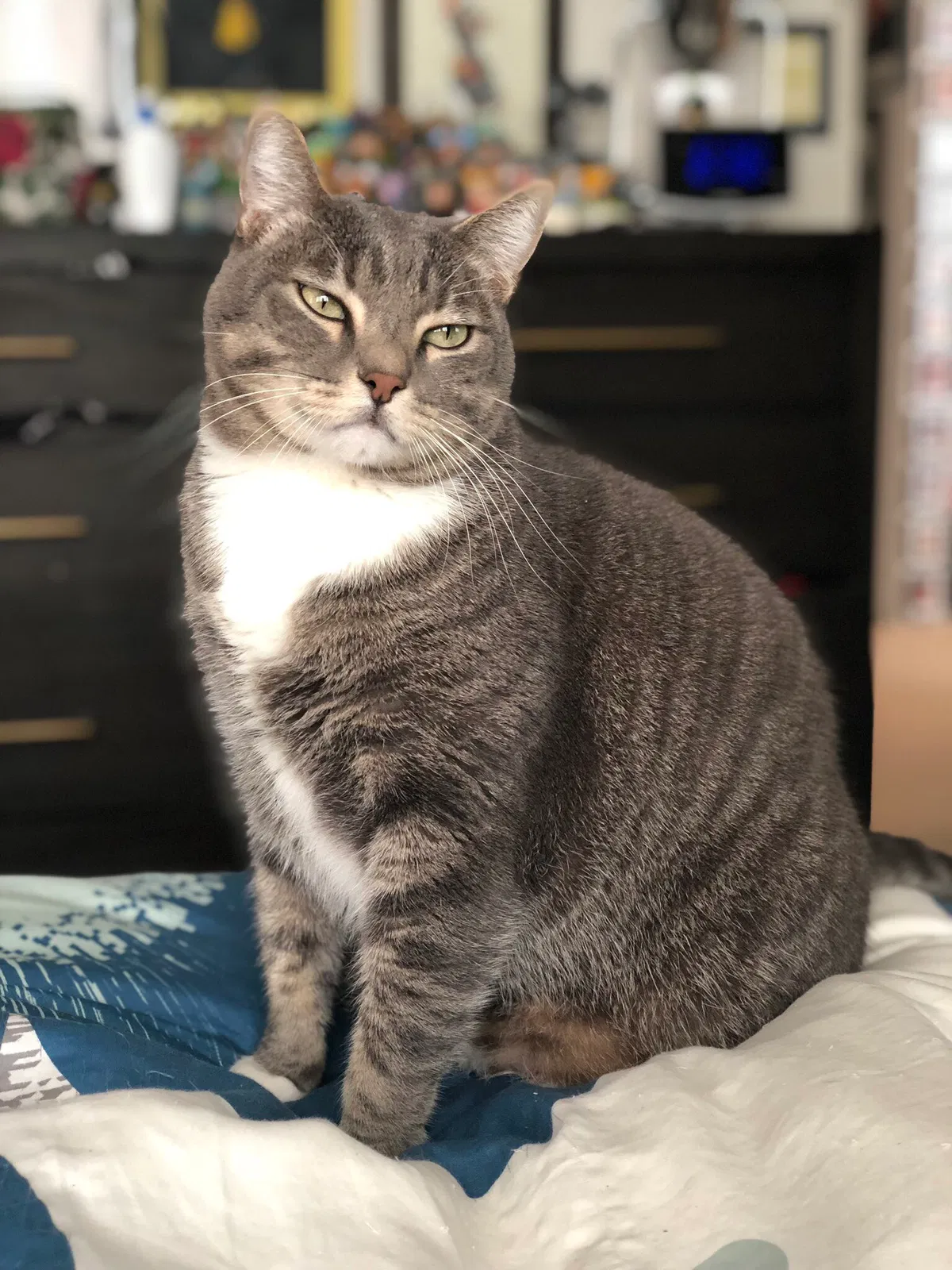 Lost cat in Van Nuys, CA, 91401