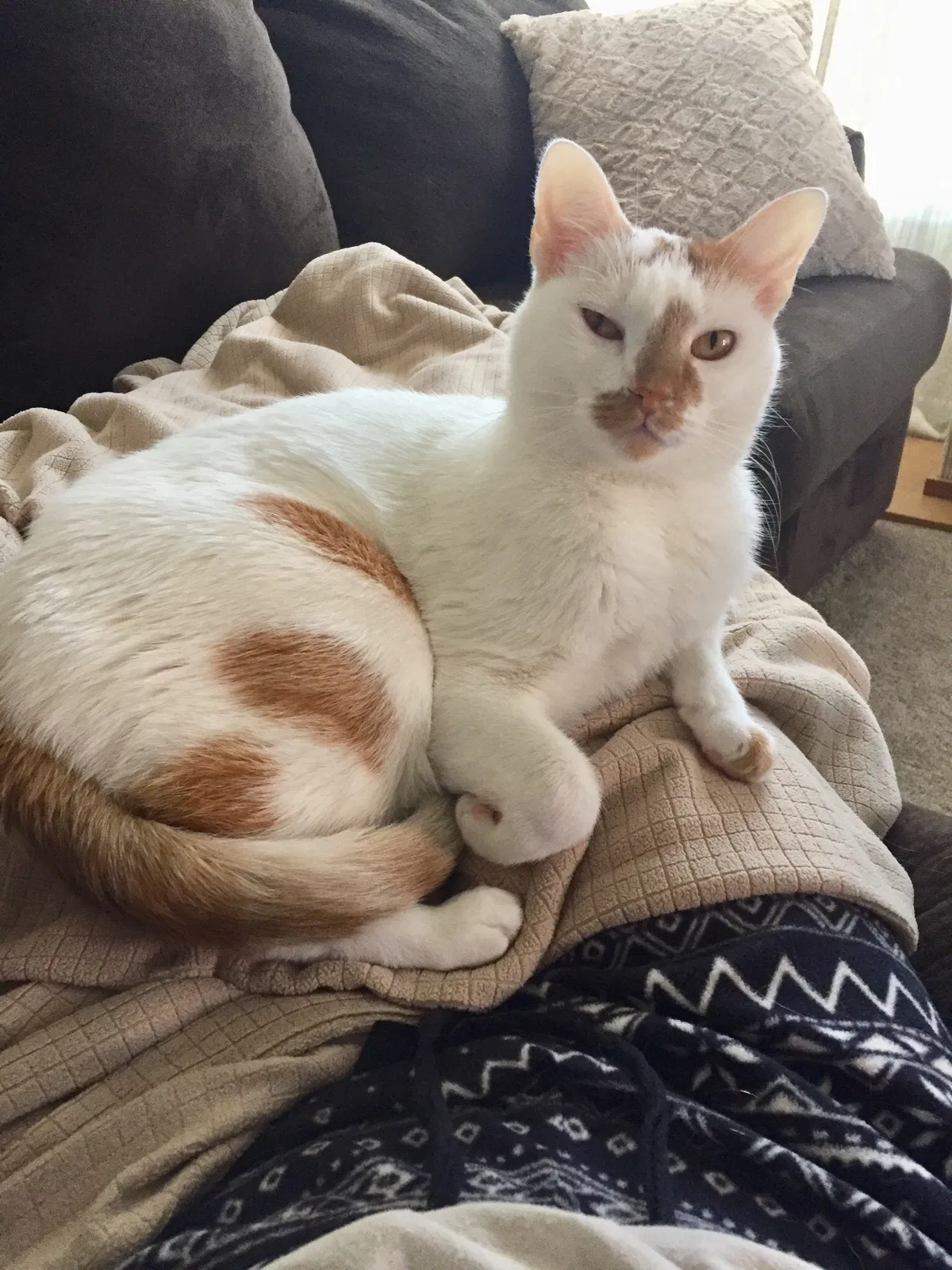 Lost cat in Sierra Vista, AZ, 85650