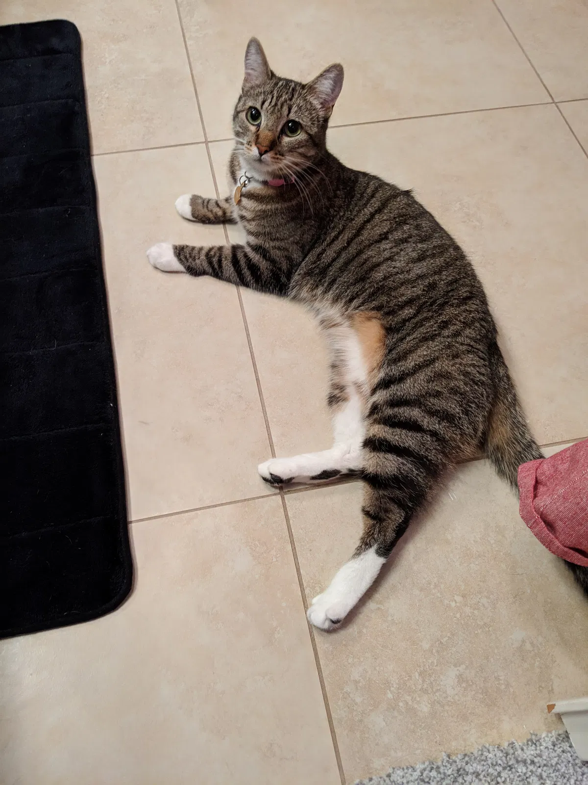 Lost cat in Plano, TX, 75024