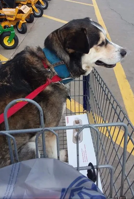 Lost dog in Clarksville, TN, 37040