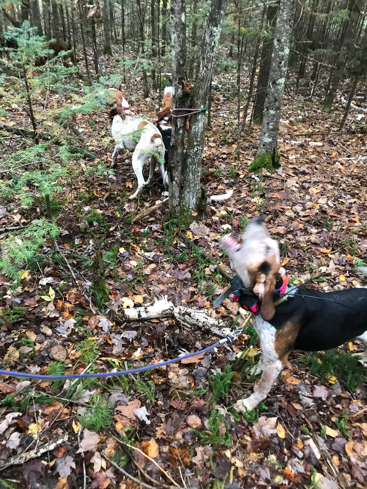 Lost dog in Lena, WI, 54139