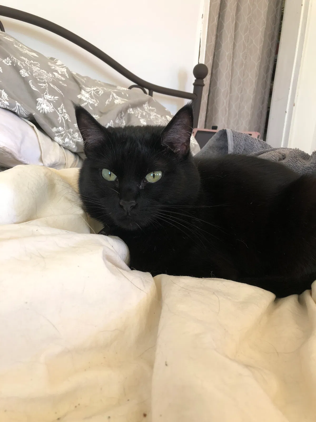 Lost cat in Portland, OR, 97225