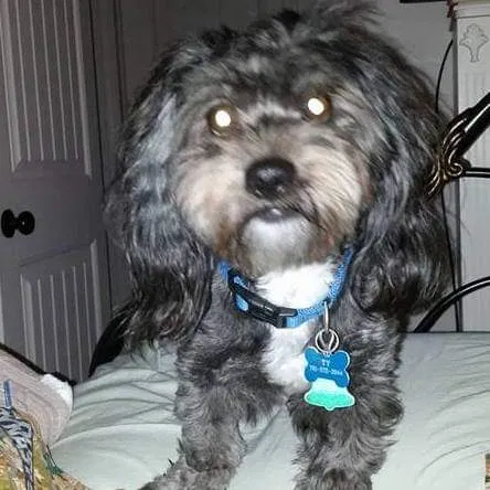 Lost dog in Shelby, NC, 28150