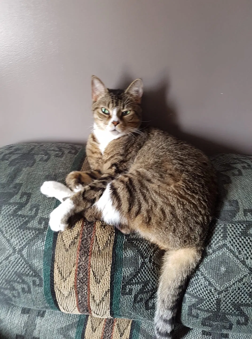 Lost cat in Unknown, CA, 0