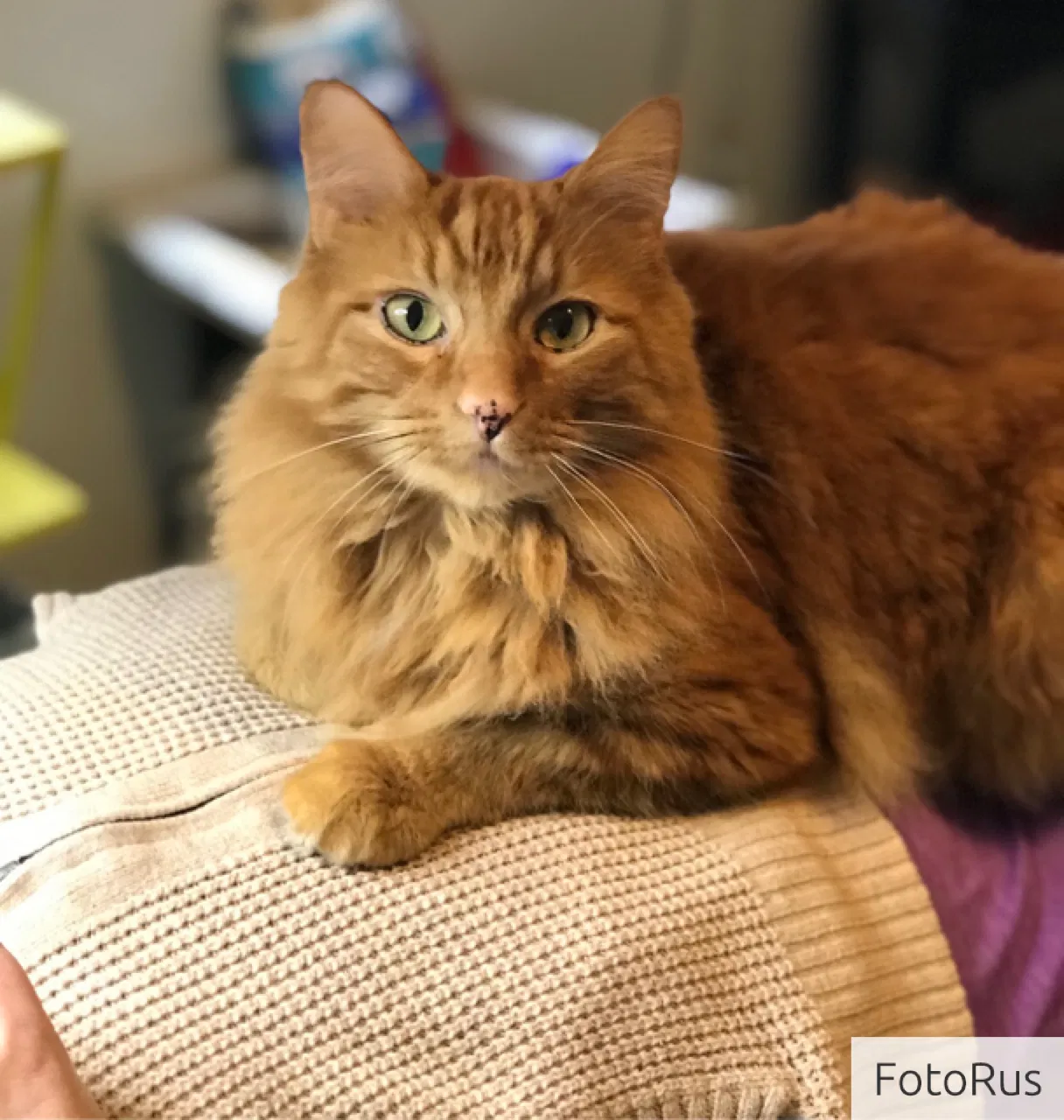 Lost cat in Seattle, WA, 98155