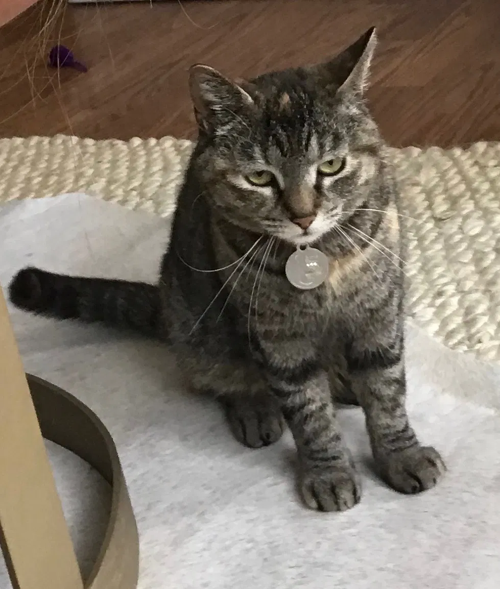 Lost cat in Costa Mesa, CA, 92627