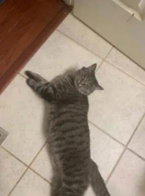 Lost cat in Unionville, VA, 22567