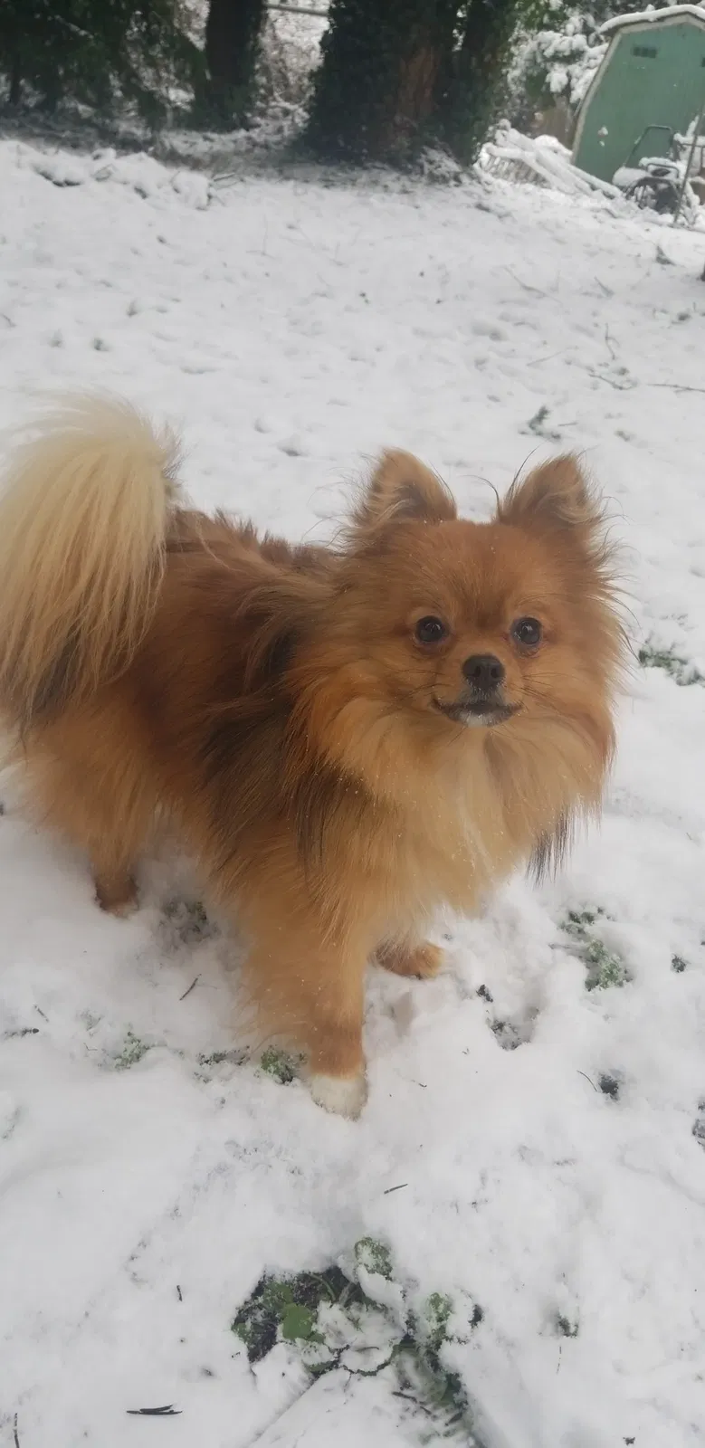 Lost dog in Lakewood, WA, 98499