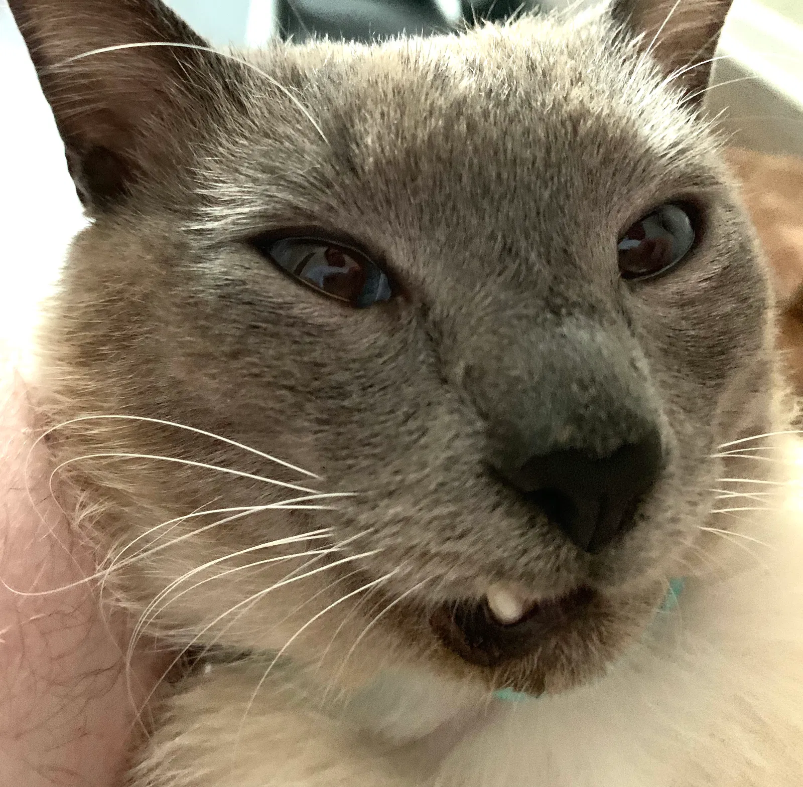 Lost cat in Madison, AL, 35757
