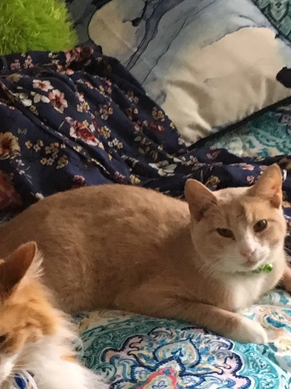 Lost cat in Buda, TX, 78610
