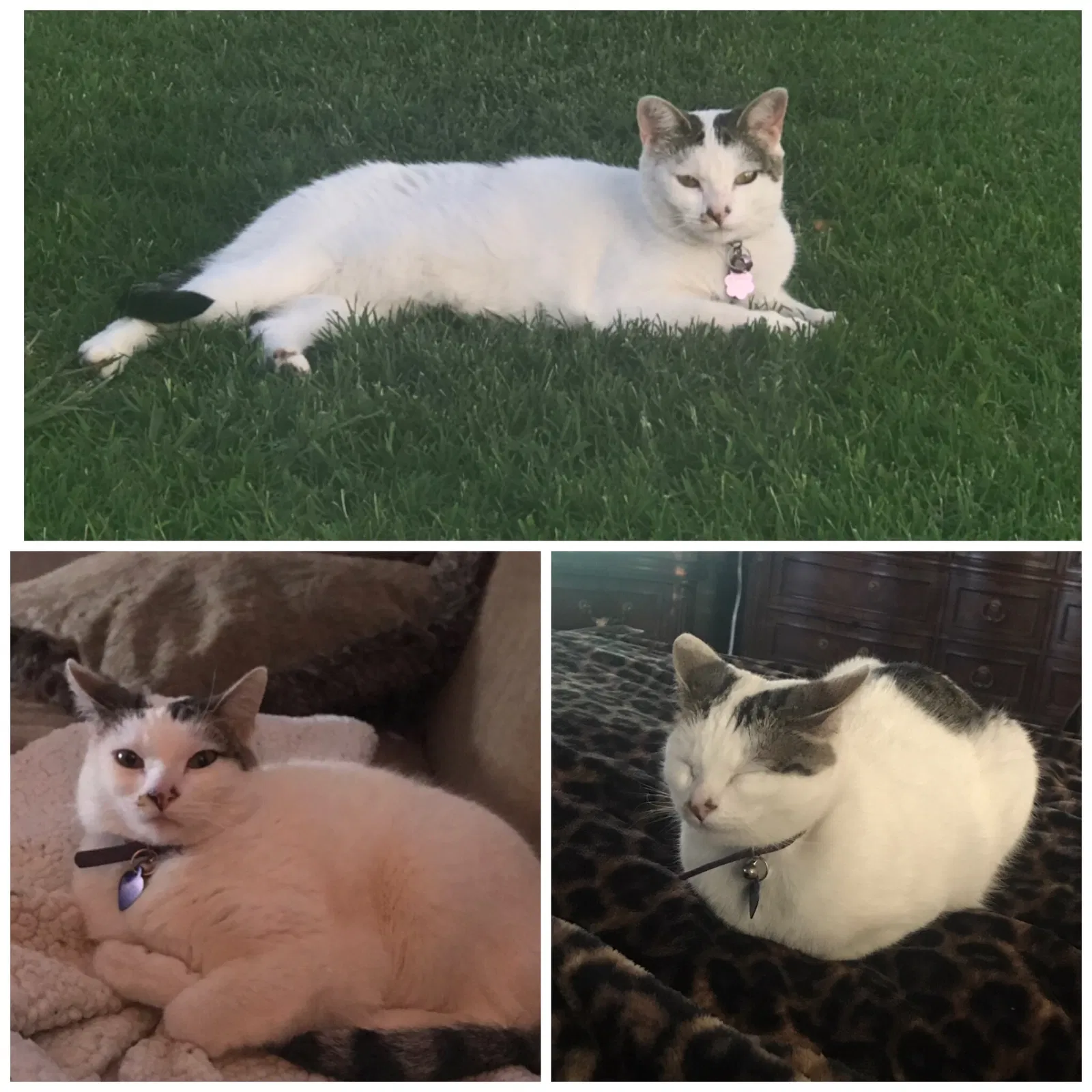 Lost cat in Abilene, TX, 79602
