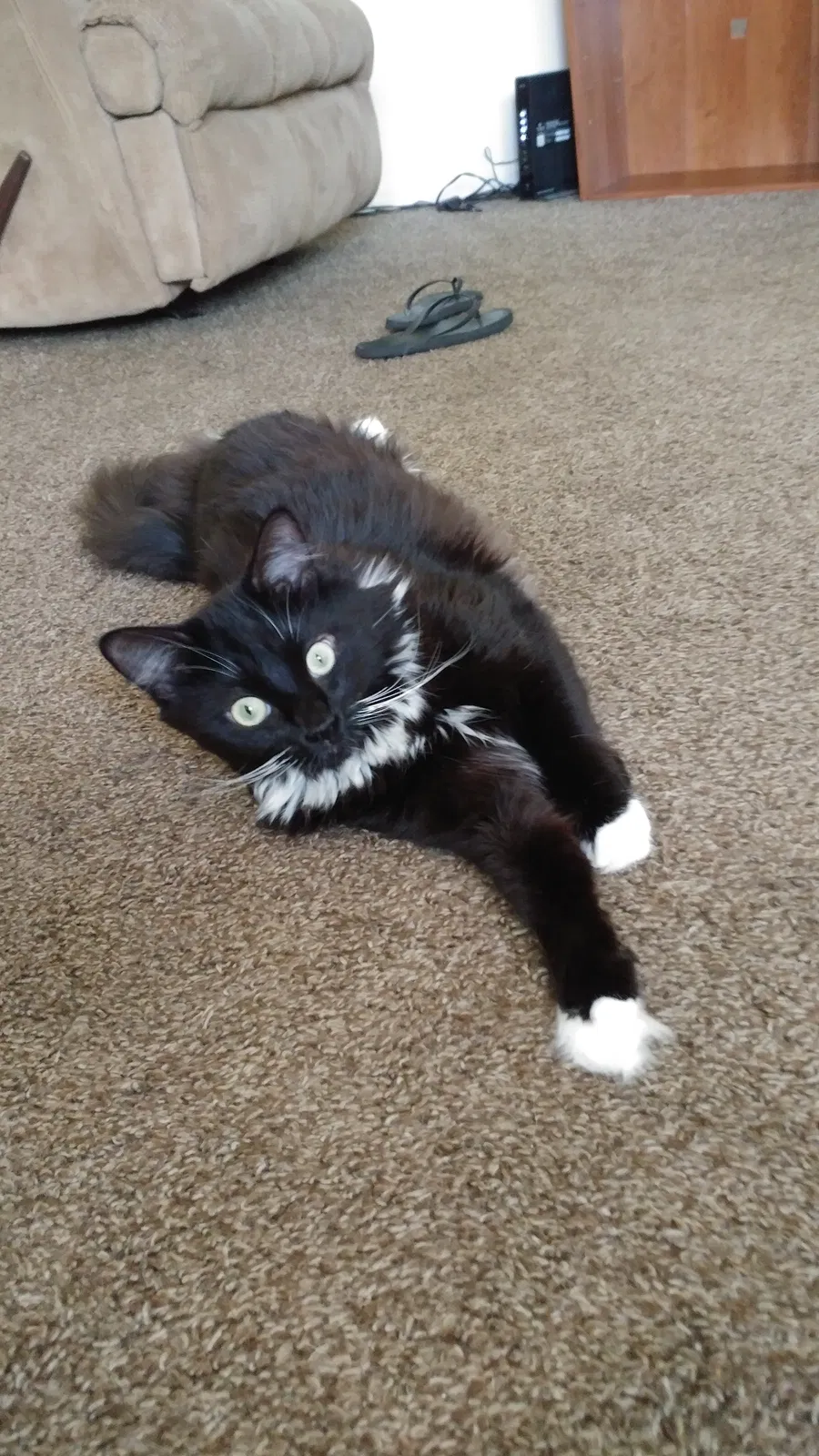 Lost cat in Hanahan, SC, 29410