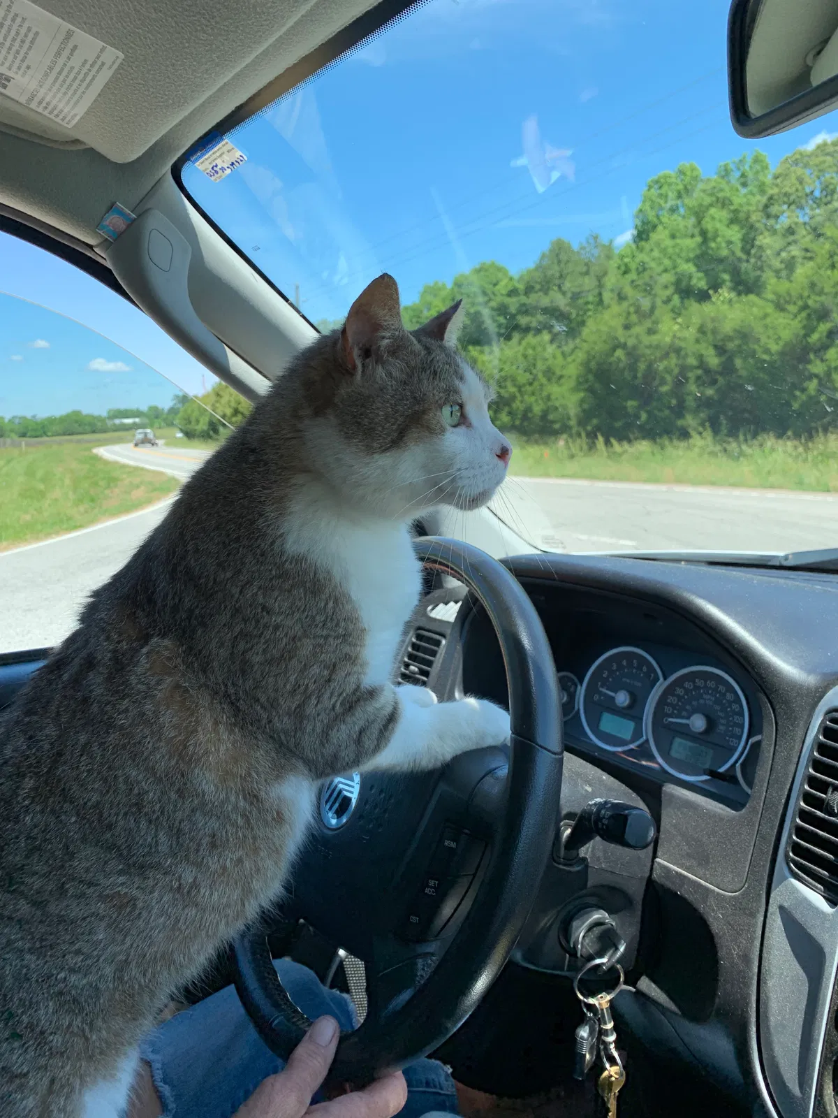 Lost cat in Rock Hill, SC, 29732