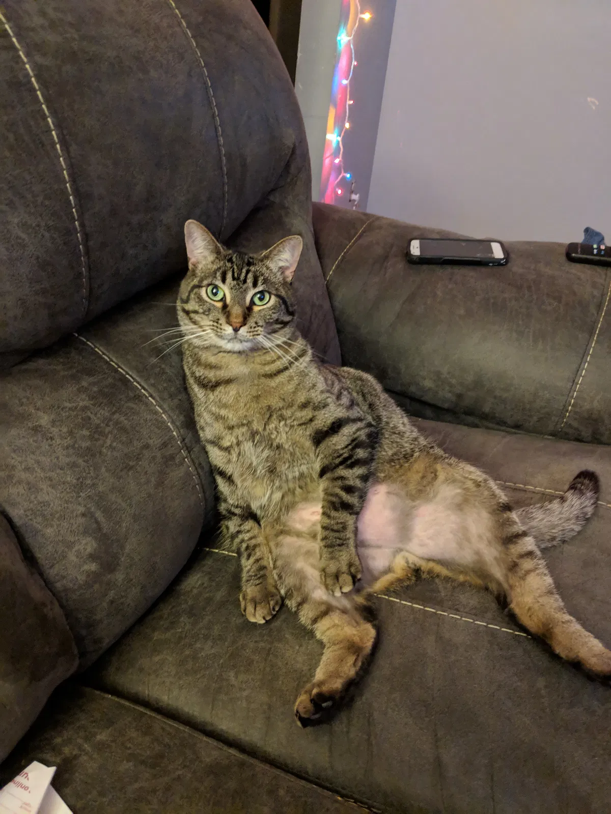 Lost cat in Fort Wayne, IN, 46807