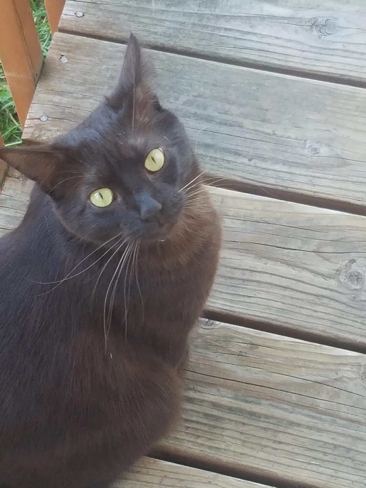 Lost cat in Federal Way, WA, 98003
