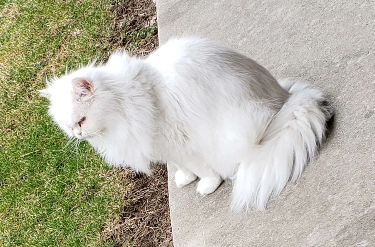 Lost cat in Napoleon, OH, 43545