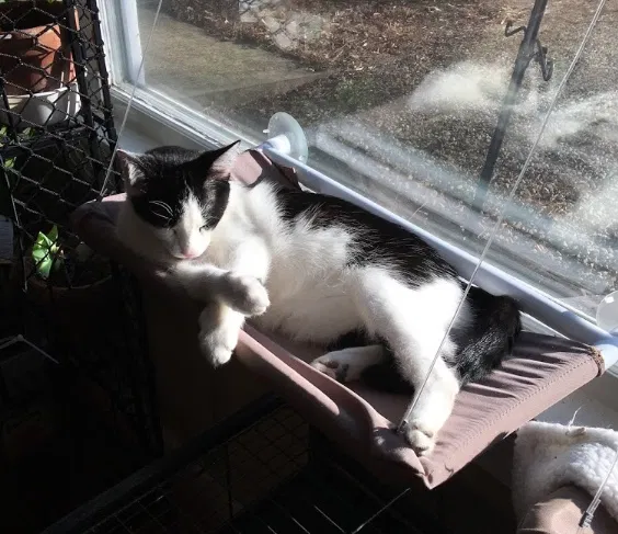 Lost cat in Lenoir, NC, 28645
